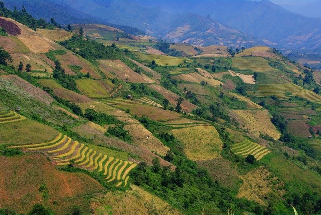 Terraced paddy fields in Chieng An - ảnh 8